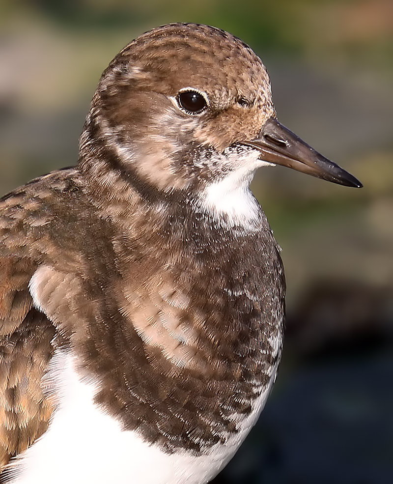 turnstone